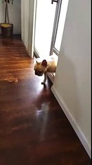 Guilty or Not Guilty French Bulldog