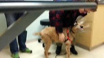 Formerly blind dog Duffy seeing the family after surgery
