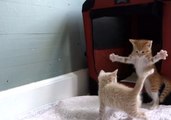 Young Kitten Plays With Brothers
