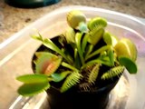 venus fly trap