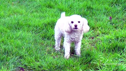 Dog barking mutation - 5 sounds