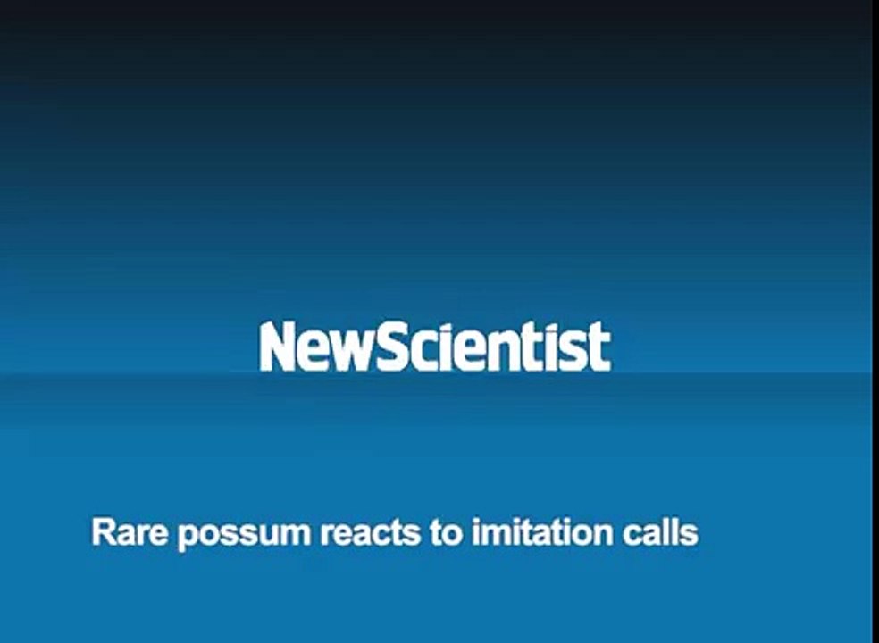 Rare possum reacts to imitation calls