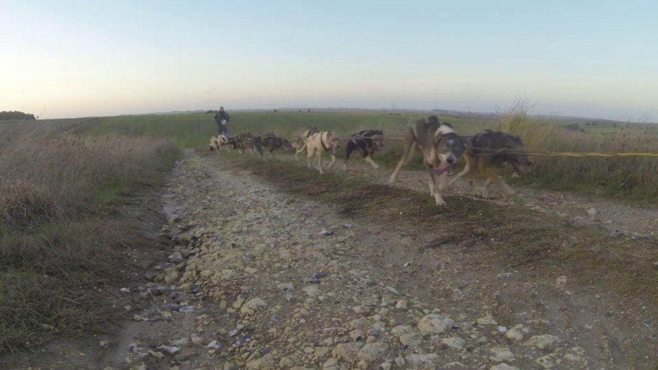 2010 Entrainement avec aurélien des Norrland husky au grand complet