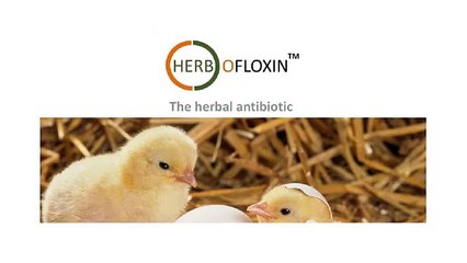 Natural Antibiotic Replacer and Growth promoter