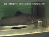 ジャウー（Paulicea luetkeni）：アマゾンの人喰いナマズの異名を持つBig Catfish