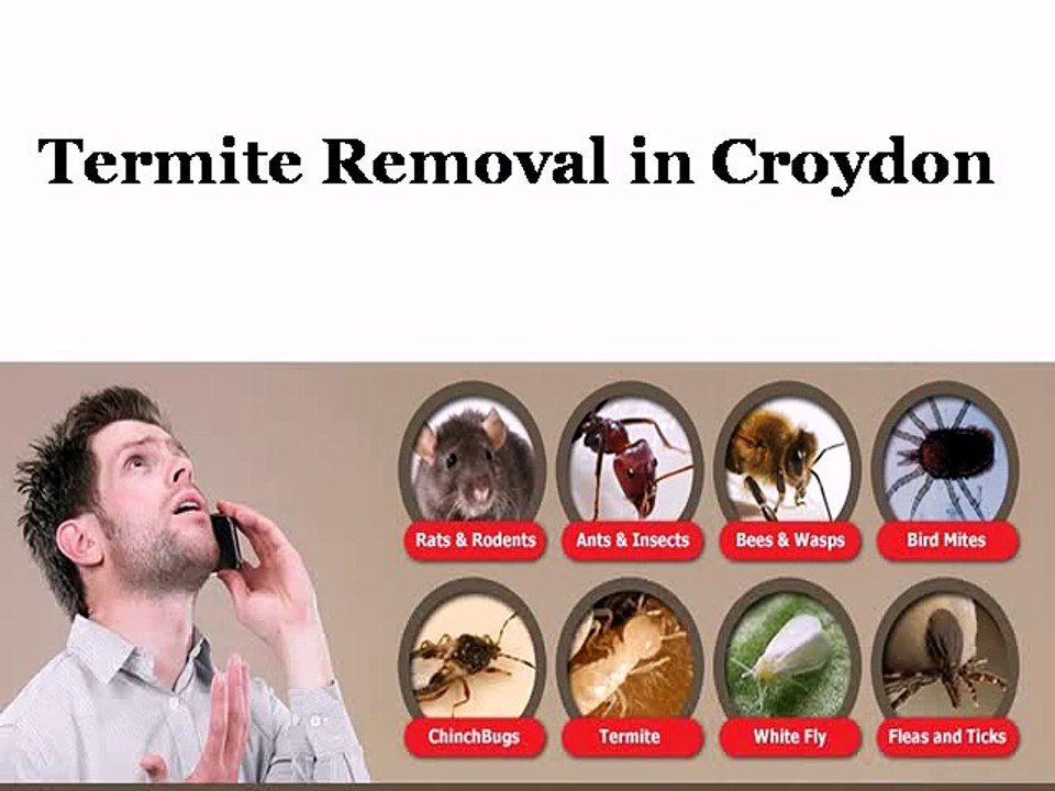 Termite Removal in Croydon