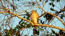 Young Red Shouldered Hawk in Florida Chased Away By Mockingbird