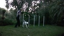 Amazing dog trick- backwards weave poles!