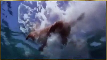 Dolphin saves the dog