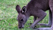 Dzikie kangury / Wild kangaroos / Grampians National Park, Australia