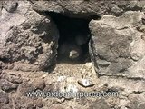 Gheppio nidifica in Parco Nazionale del Vesuvio