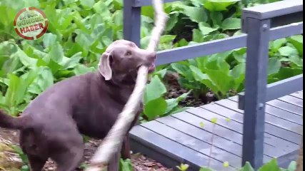 Zeki köpek, soruna nasıl çözüm buldu