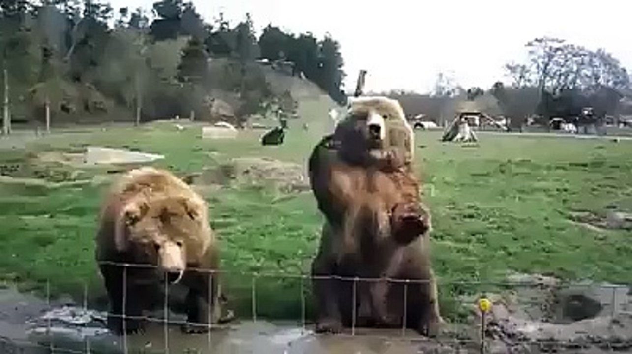 Very Funny  Bear Acting- Must Watch