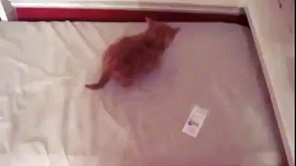 Very Funny Cat Fighting With Own In Front of Mirror