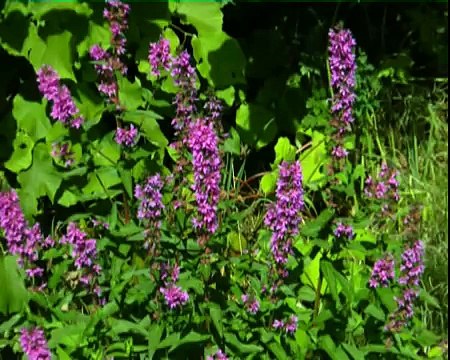 Sommertag - Efzebub - Moderne deutsche instrumentale Volksmusik. (Summer day-german folk song)