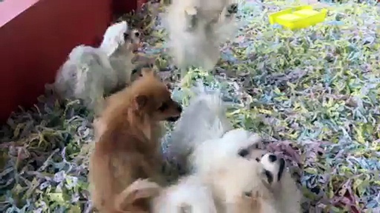 SATILIK POMERANİAN VE MALTESE TERRİER YAVRULARI