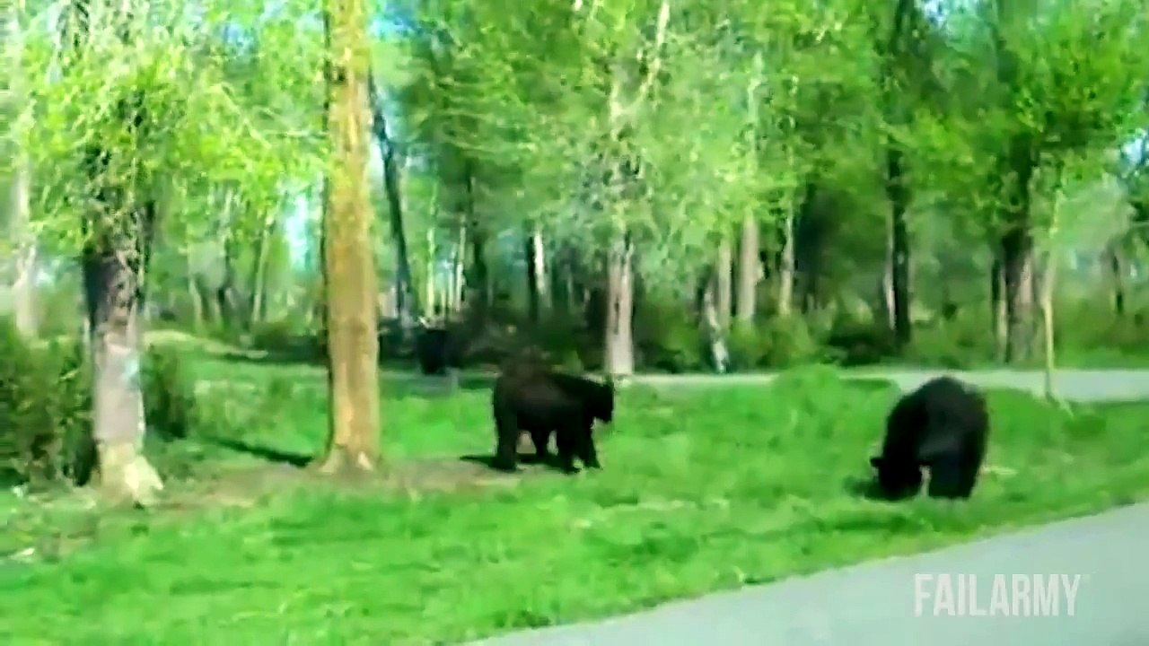 Funny Fails • Funniest Animal Fails Compilation Failarmy