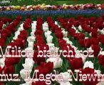 Milion białych róż - Magda Niewińska.mpg