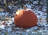 Decaying Halloween Pumpkin Time Lapse