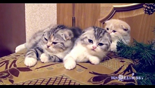 Contagious Yawning / Заразительное зевание review