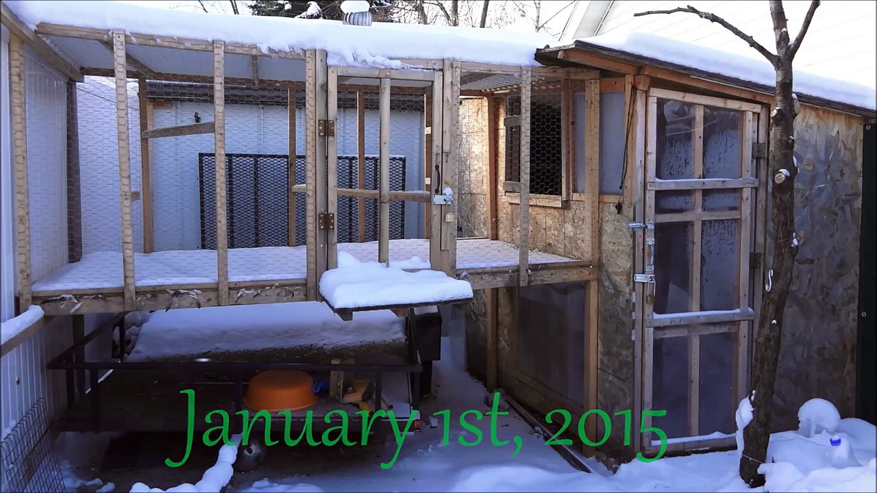 hmong gmx's homer pigeons, cov nquab, on January 1st, 2015