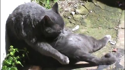 Gatos Preguiçosos
