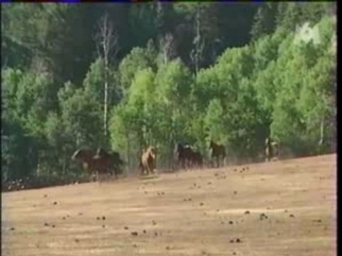 Equitation Pat Parelli