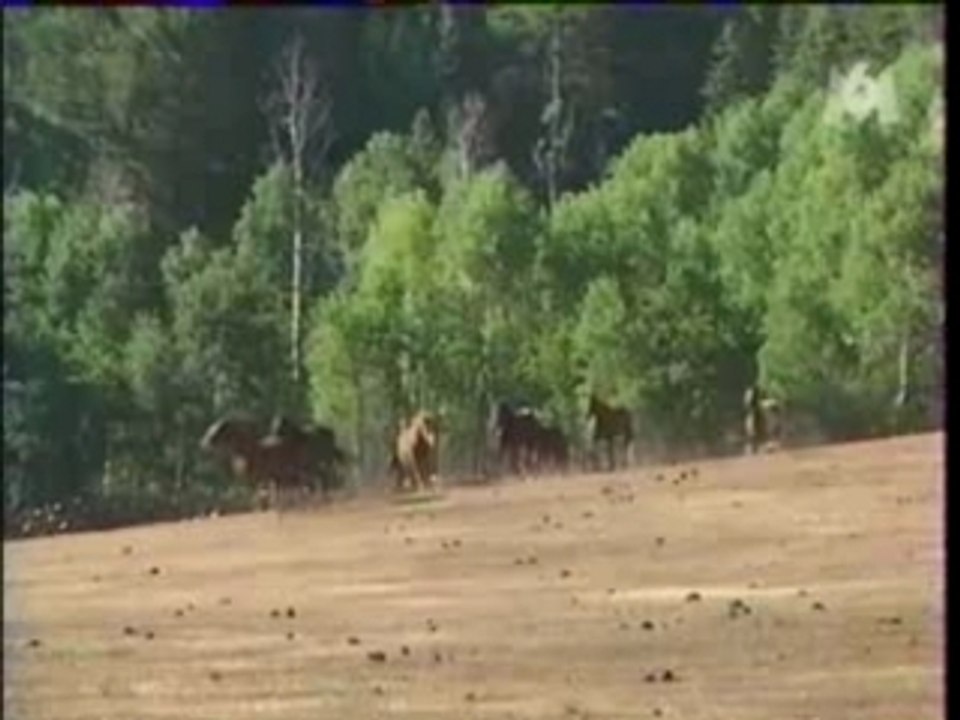 Equitation Pat Parelli