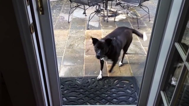 Camsız kapıdan giremeyen köpek