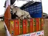 Just look how Indian (Hindus) beat Muslims when they buy or sell cow in India