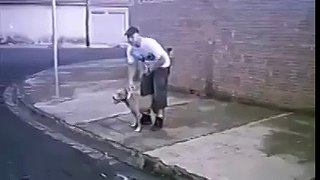 Intelligent Dog Must Watch