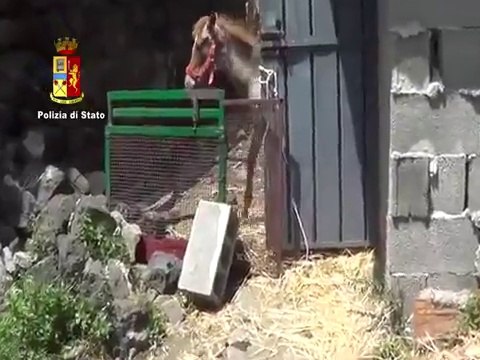 Catania - stalle abusive e cavalli destinati a corse clandestine