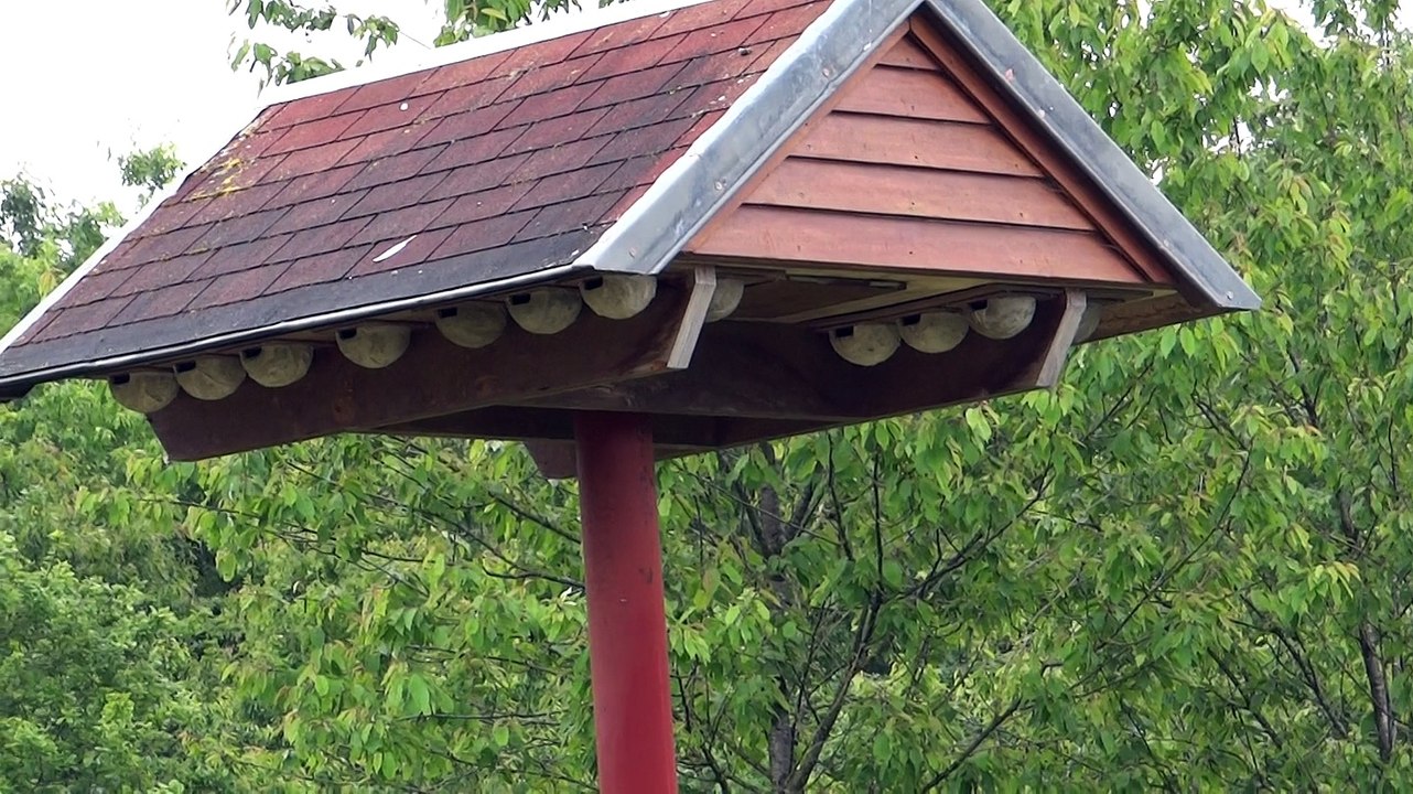 Tour à hirondelles - La Chaise (25mai2015)