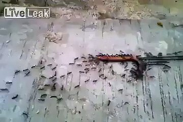 Birlik ve beraberliğin gücüne tanıklık edin!