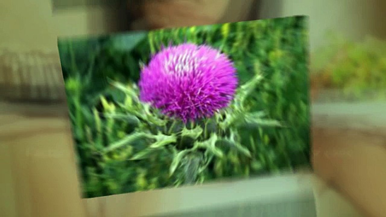 Milk Thistle Weight Loss