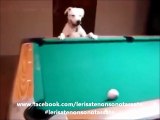 Il cane che gioca a biliardo...