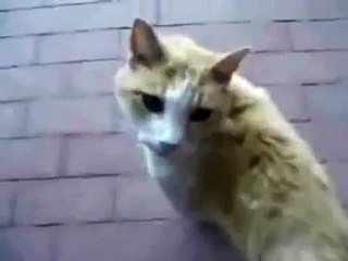 Perro y Gato Haciendo Sexo??? O__O??