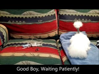 Administering Subcutaneous Fluids to Chicken
