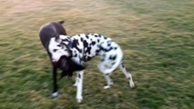 Dalmatian and German Shorthaired Pointer Playing Rough