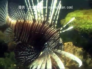 ハナミノカサゴ（Red lionfish）学名：Pterois volitans