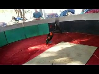 ซุ้มไก่แข้งทอง เจ้าเนตรน้อย ลูกเจ้าเนตรนภา