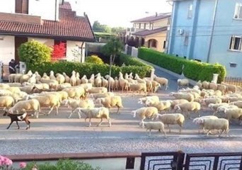 Flock of Sheep Cause Carnage on Venice Street