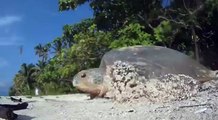 TURTLES at Baguan Island, Turtle Islands, Philippines