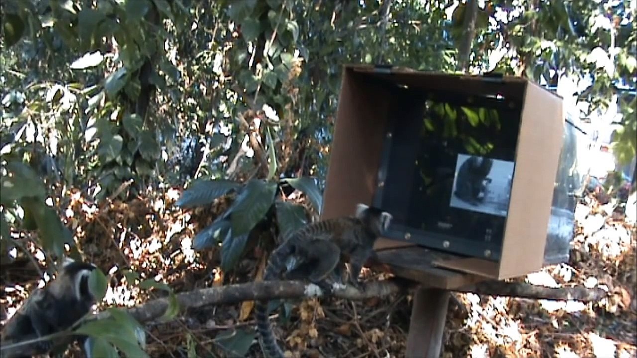 Los monos salvajes que aprendían con tutoriales en vídeo