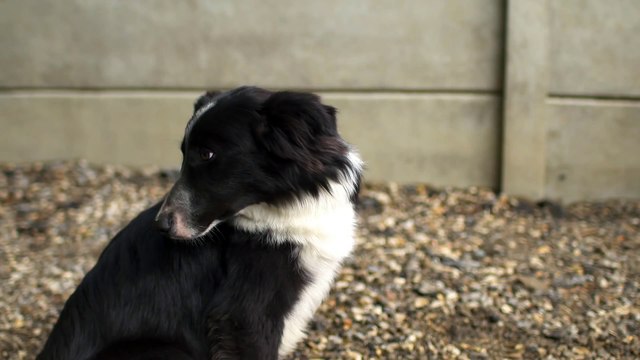 campagne abandons 30 millions d'amis : Oscar