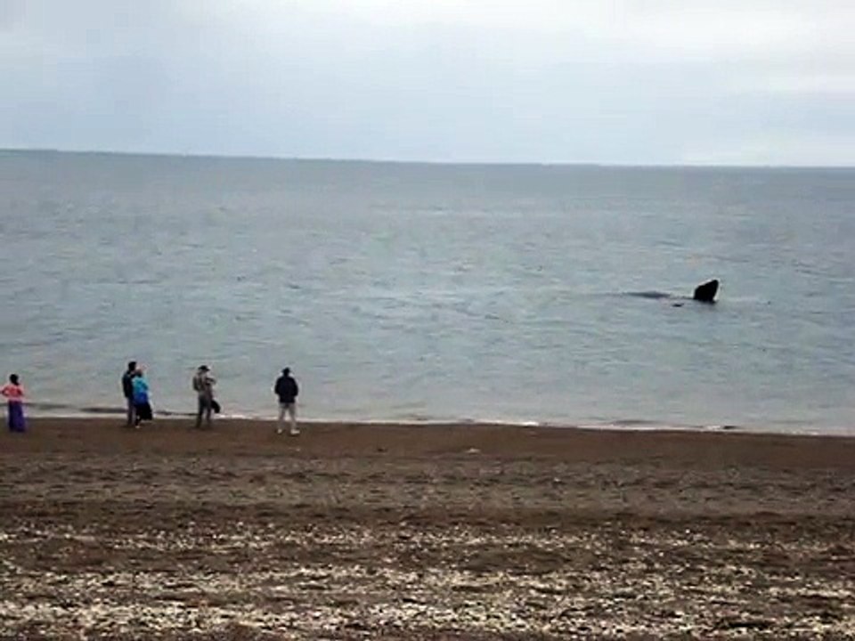 Playa Las Canteras - Madryn -  Ballenatos comunicándose con aletazos