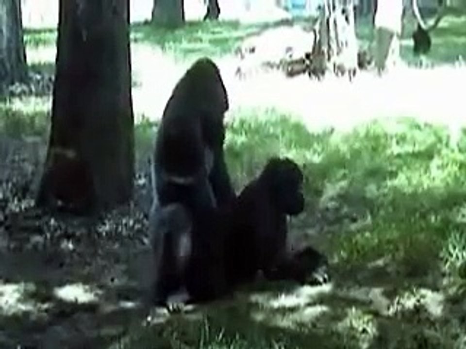 Monkey Love