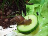 Achatschnecke frisst Gurke - Achatina fulica - East African land snail