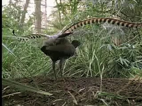 Un oiseau capable d'imiter n'importe quel son !