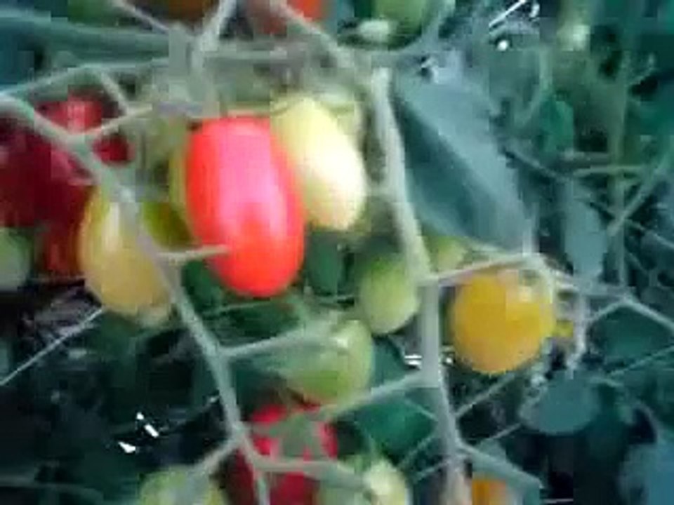 トマトの育て方